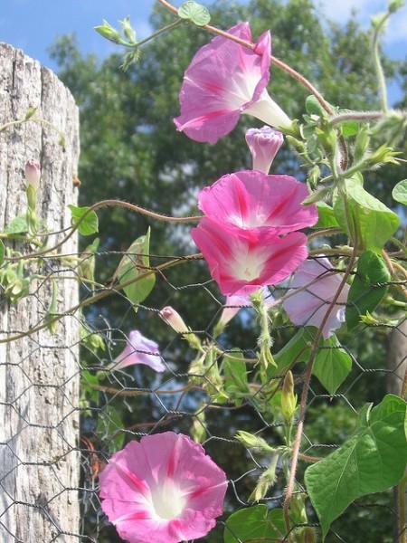 morning glories along the fence